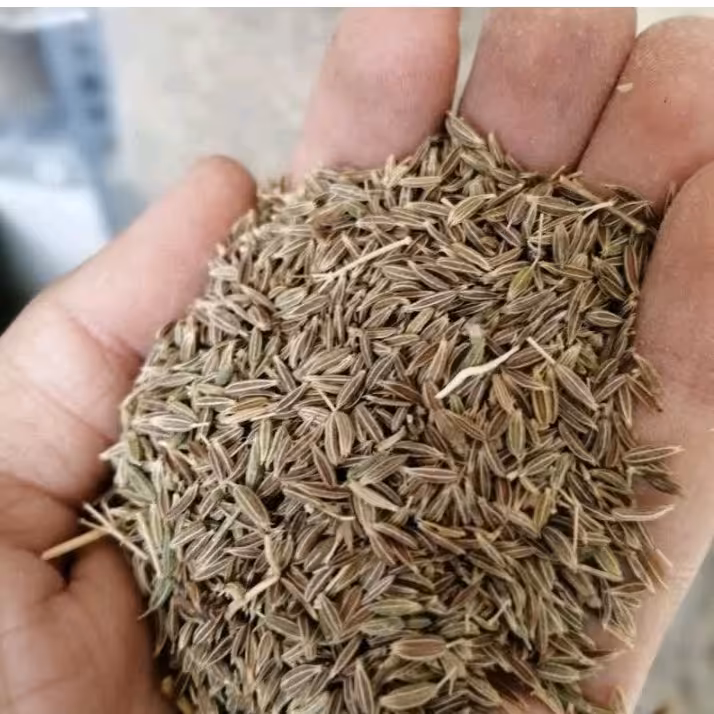 زیره سبز ( سورت شده و خوش عطر)