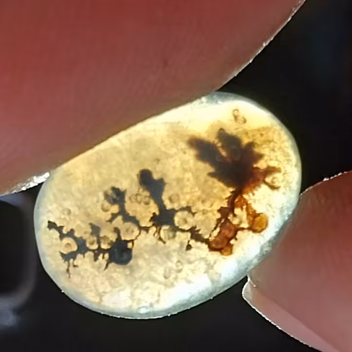 نگین شجر مصور کلمه محمد و علی پیوسته چسبیده بهم هم یک پرنده هم اول کلمه روی حروف نشسته
