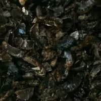 پر لیمو عمانی درجه یک صدگرمی الماس کویر