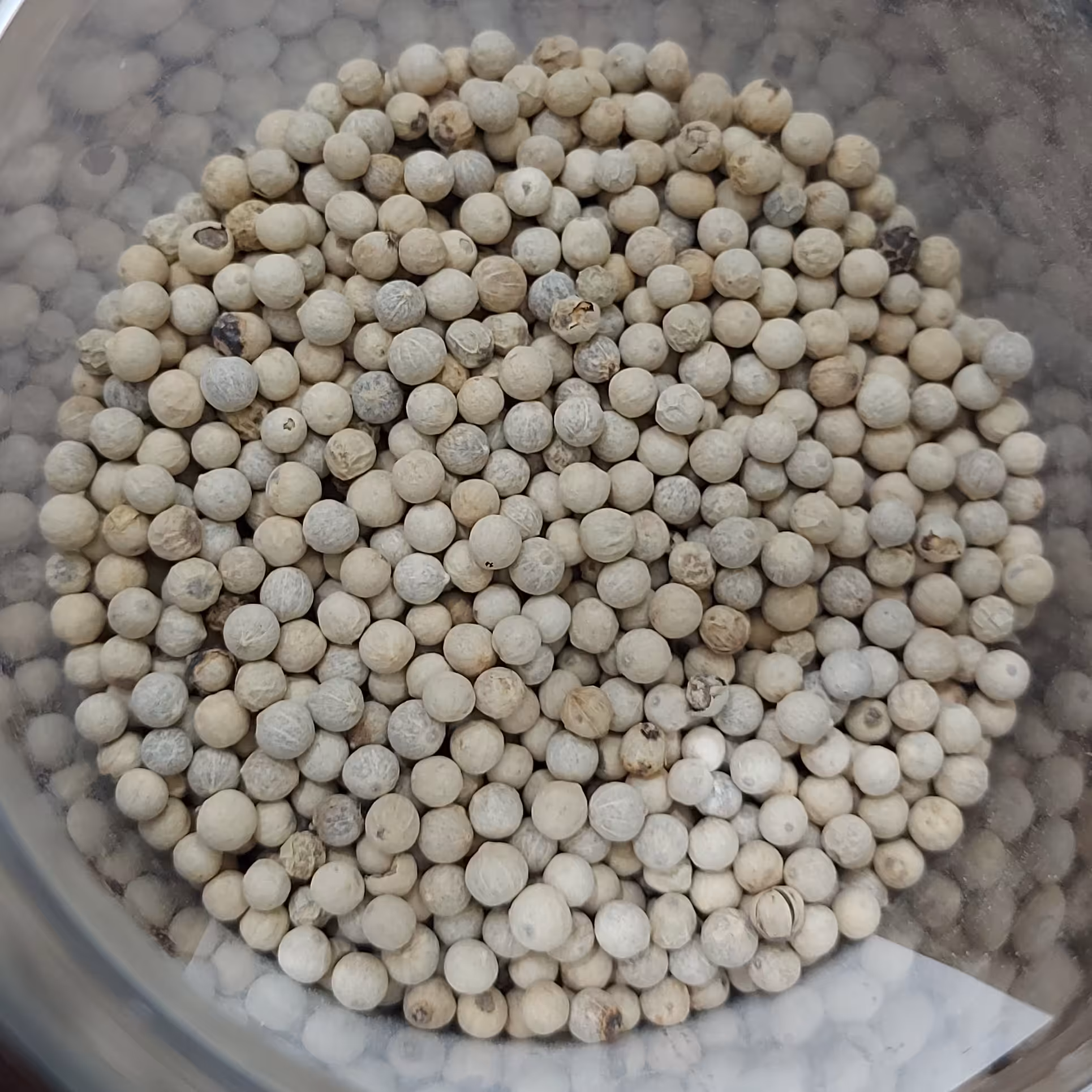 فلفل سفید دانه