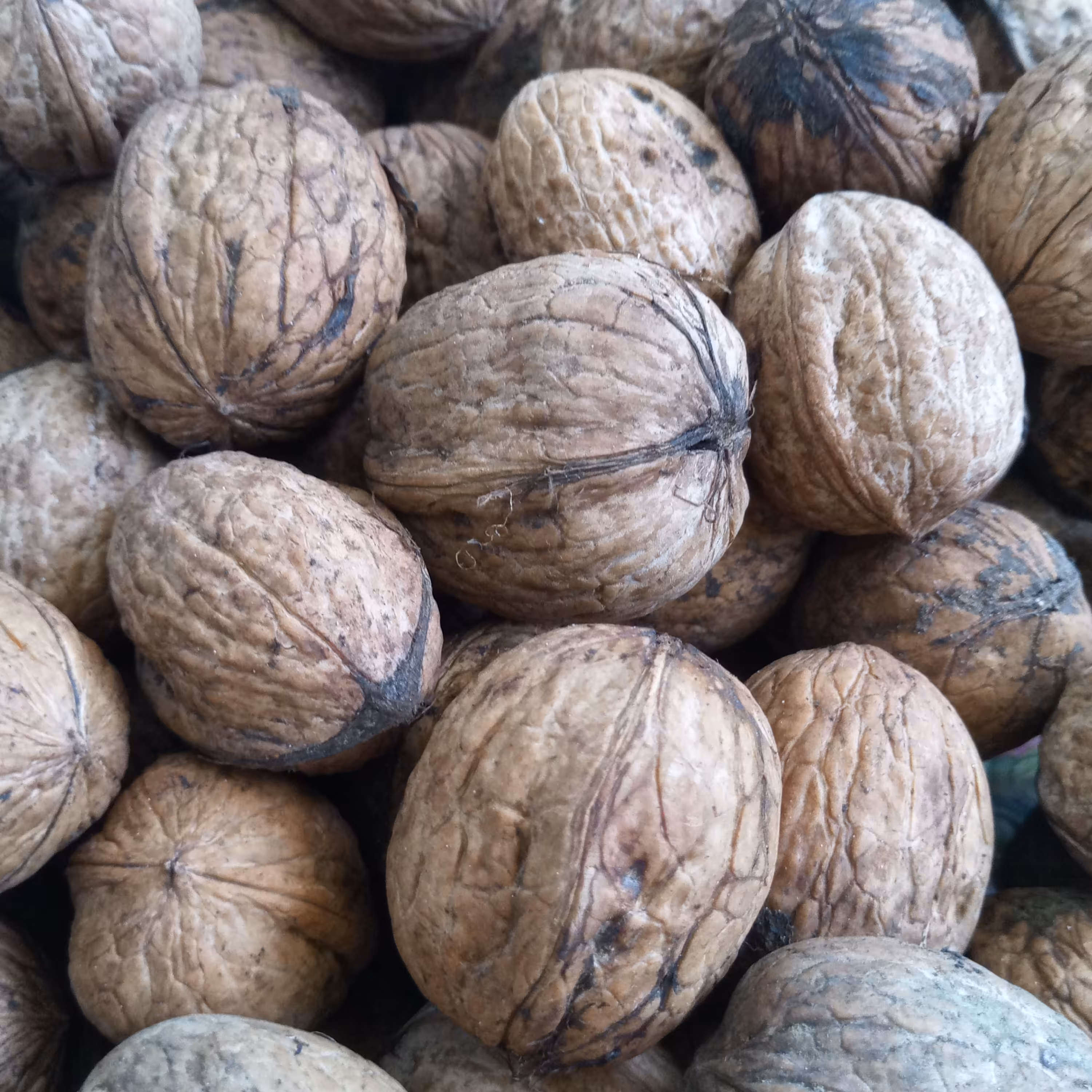 یک کیلو گردو تازه گیلان 1400