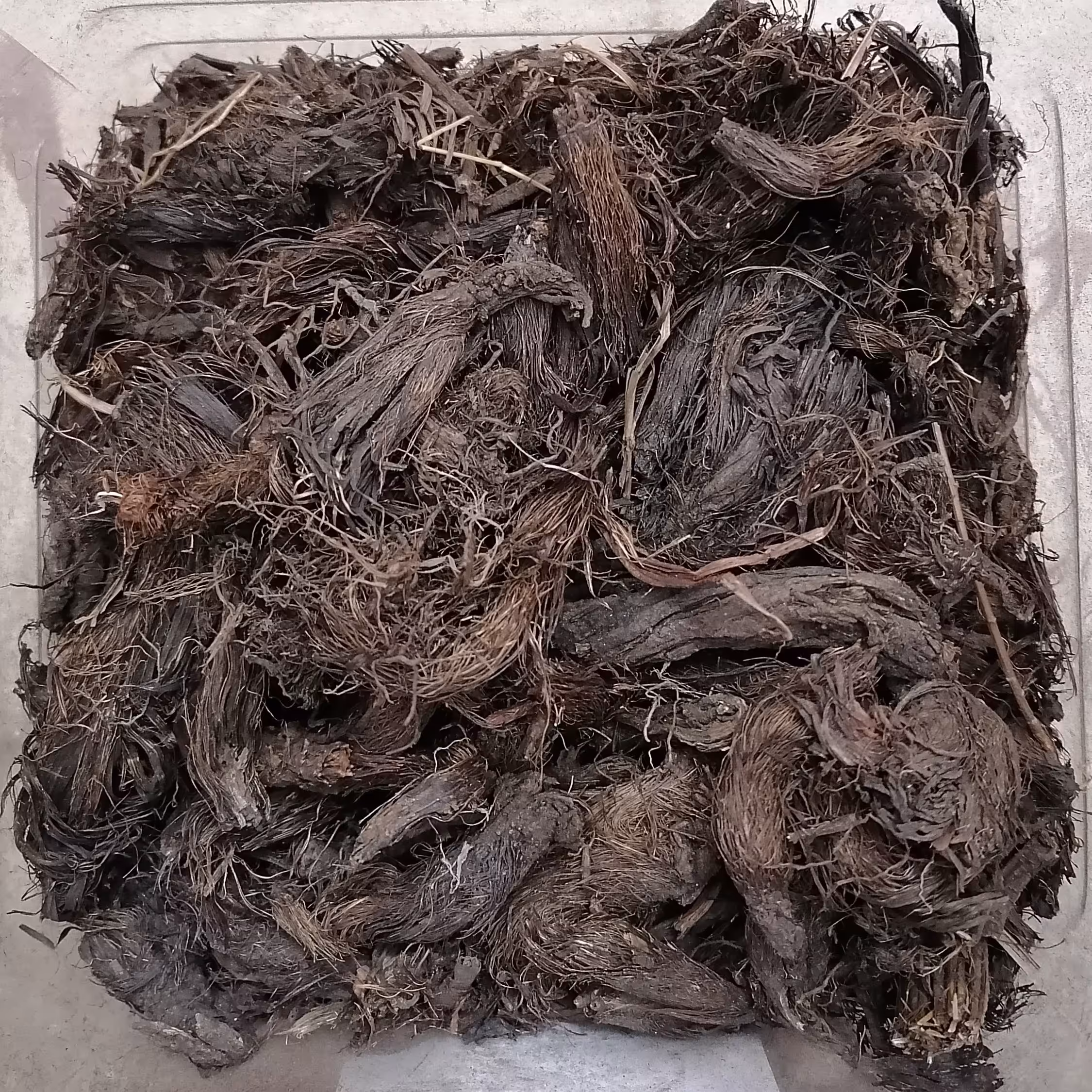 سنبل الطیب 100 گرمی