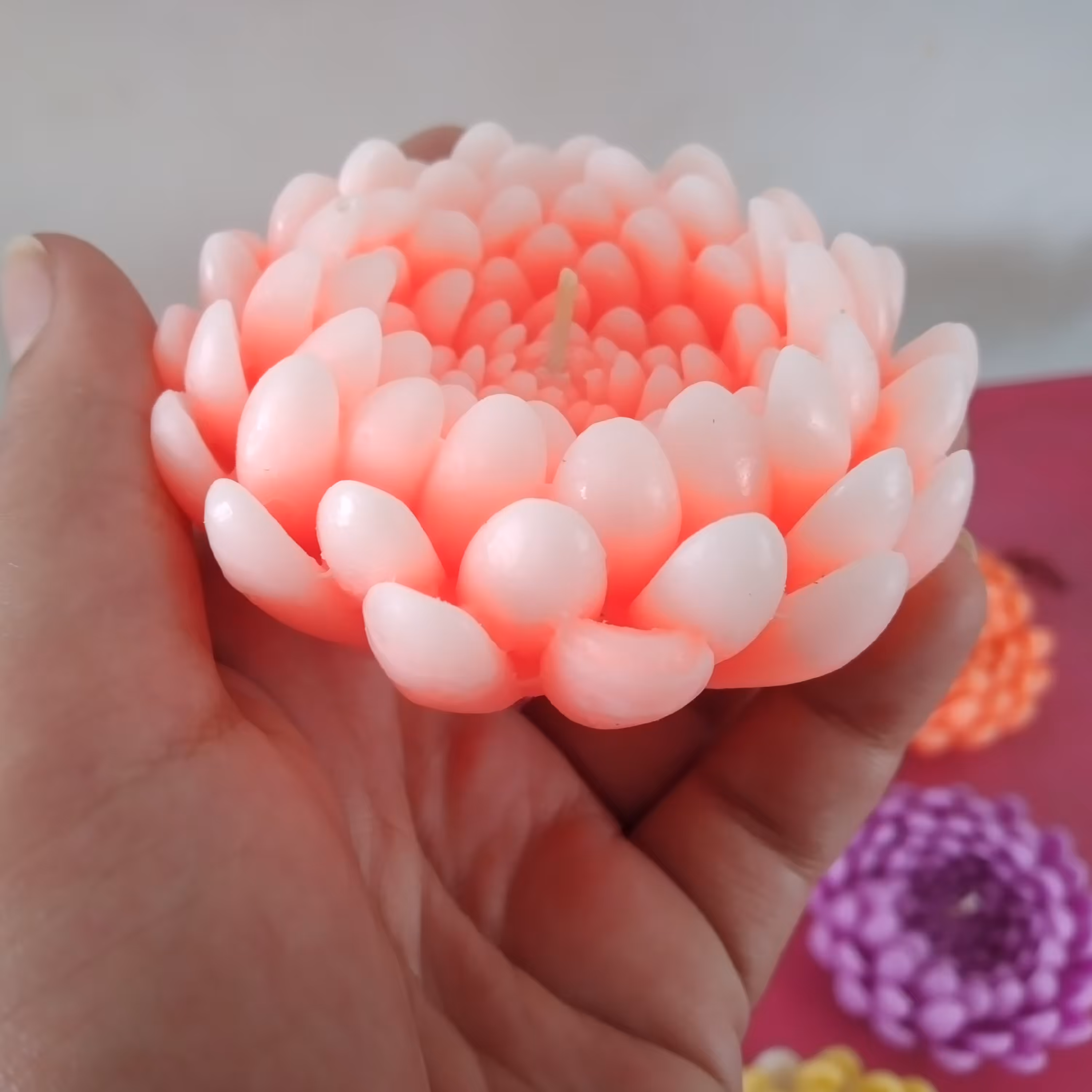 شمع گل داوودی تک رنگ و دو رنگ