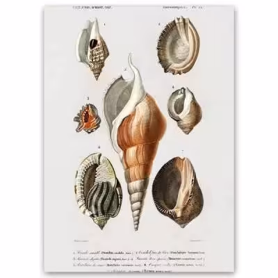 پوستر طرح صدف