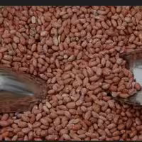 بادام زمینی آستانه اشرفیه محصول 1402( پسکرایه)