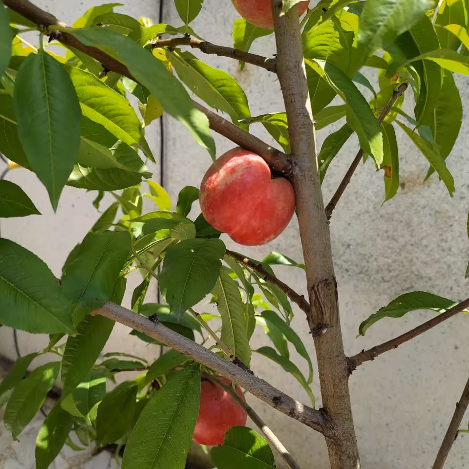 نهال شلیل حسن پوری