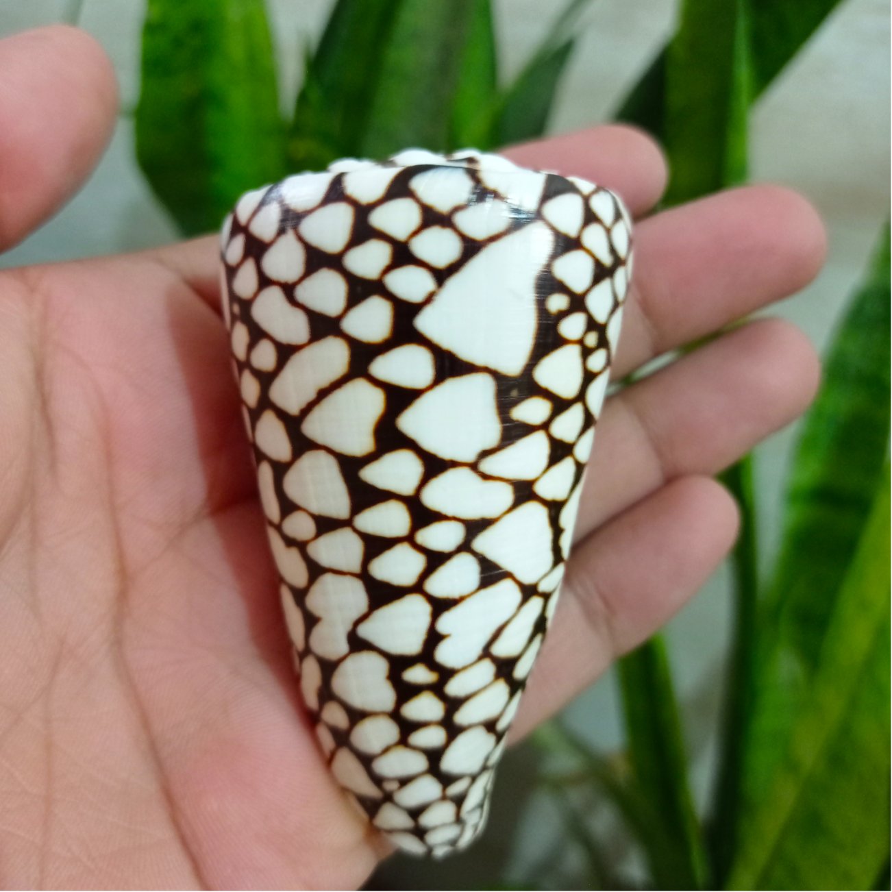 صدف کونوس پولکی یا کله قندی با رنگ و طرح طبیعی اقیانوسی