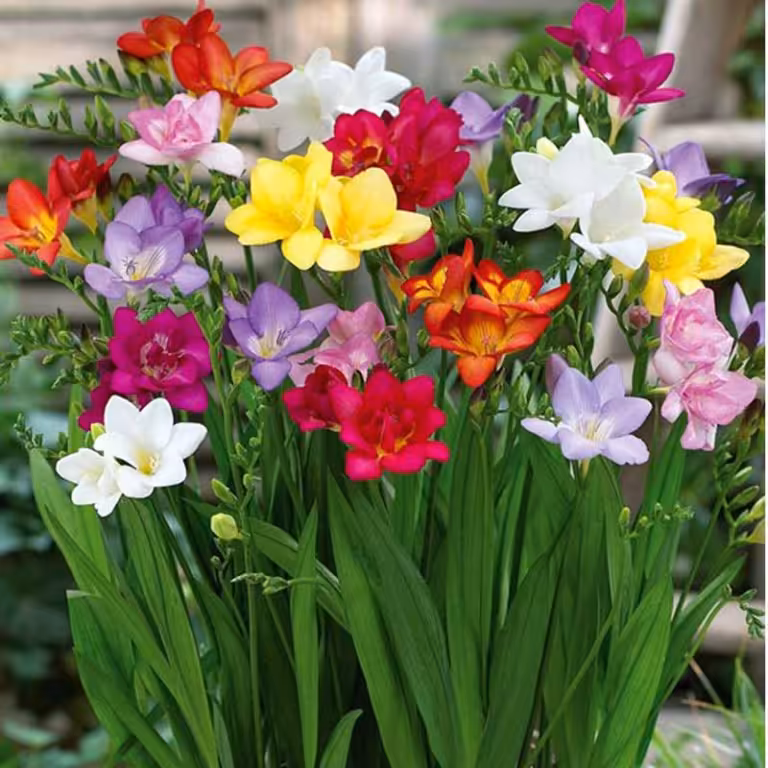 پیاز گل فریزیا الوان ( پک سه عددی میکس) 