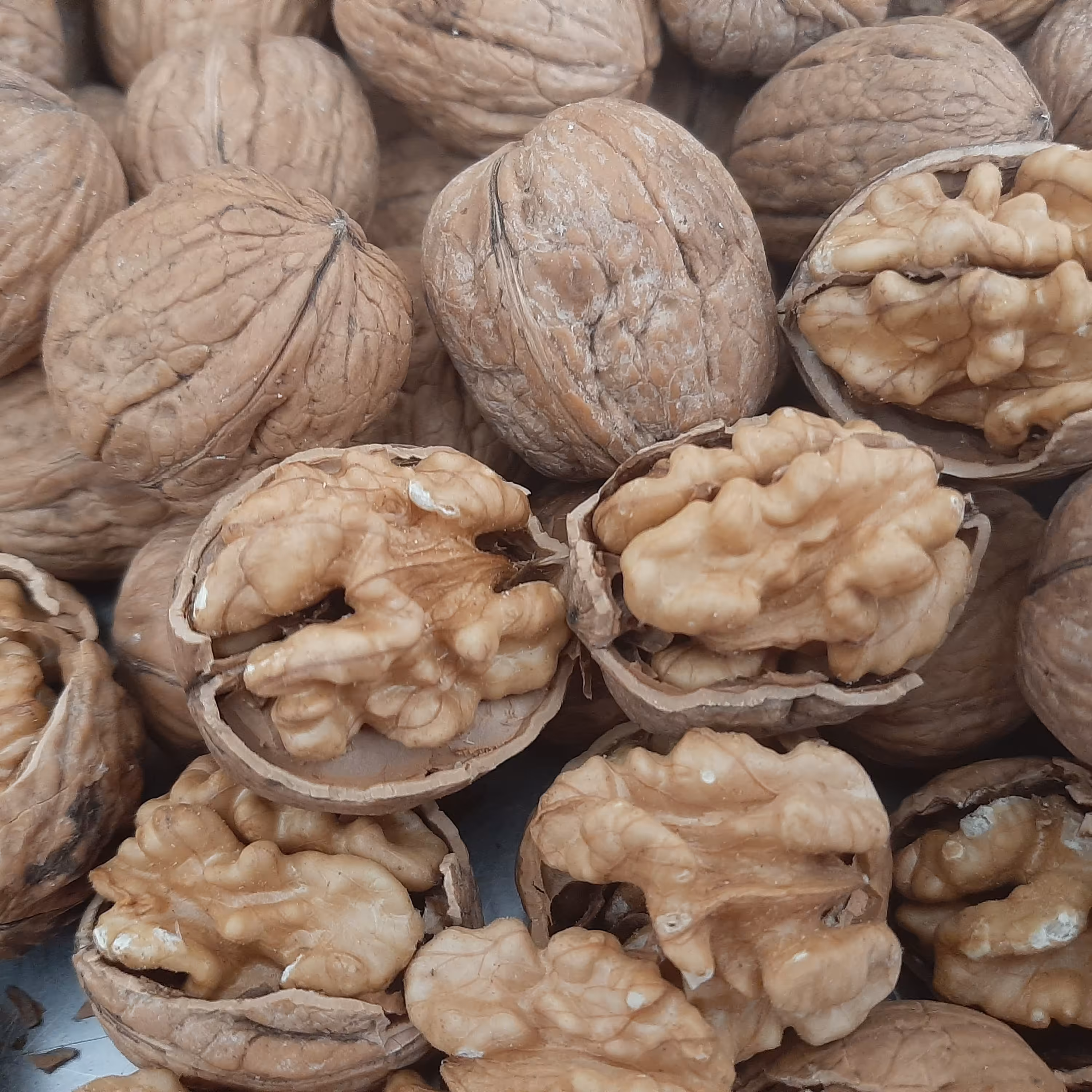 گردو پوست کاغذی 900 گرمی (تضمین کیفیت)