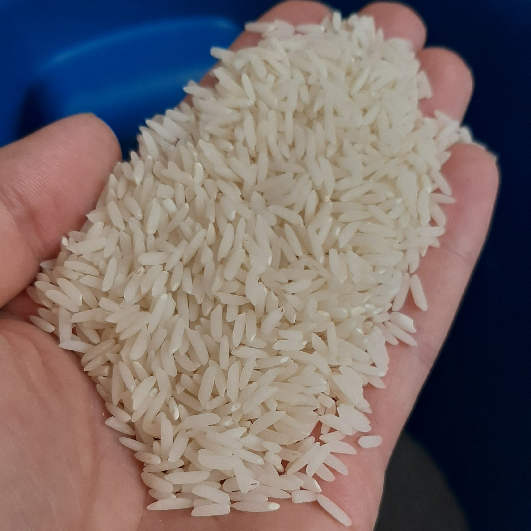 برنج طارم هاشمی مازندران 1.5 تن موجود است. ا تن پارساله که مناسب برای پخت و پز هست و 500 کیلو امساله.
