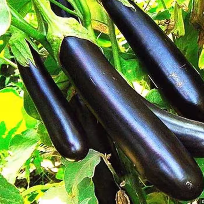 بذر بادمجان قلمی مشکی اصلاح شده  بسته (25 عددی). 