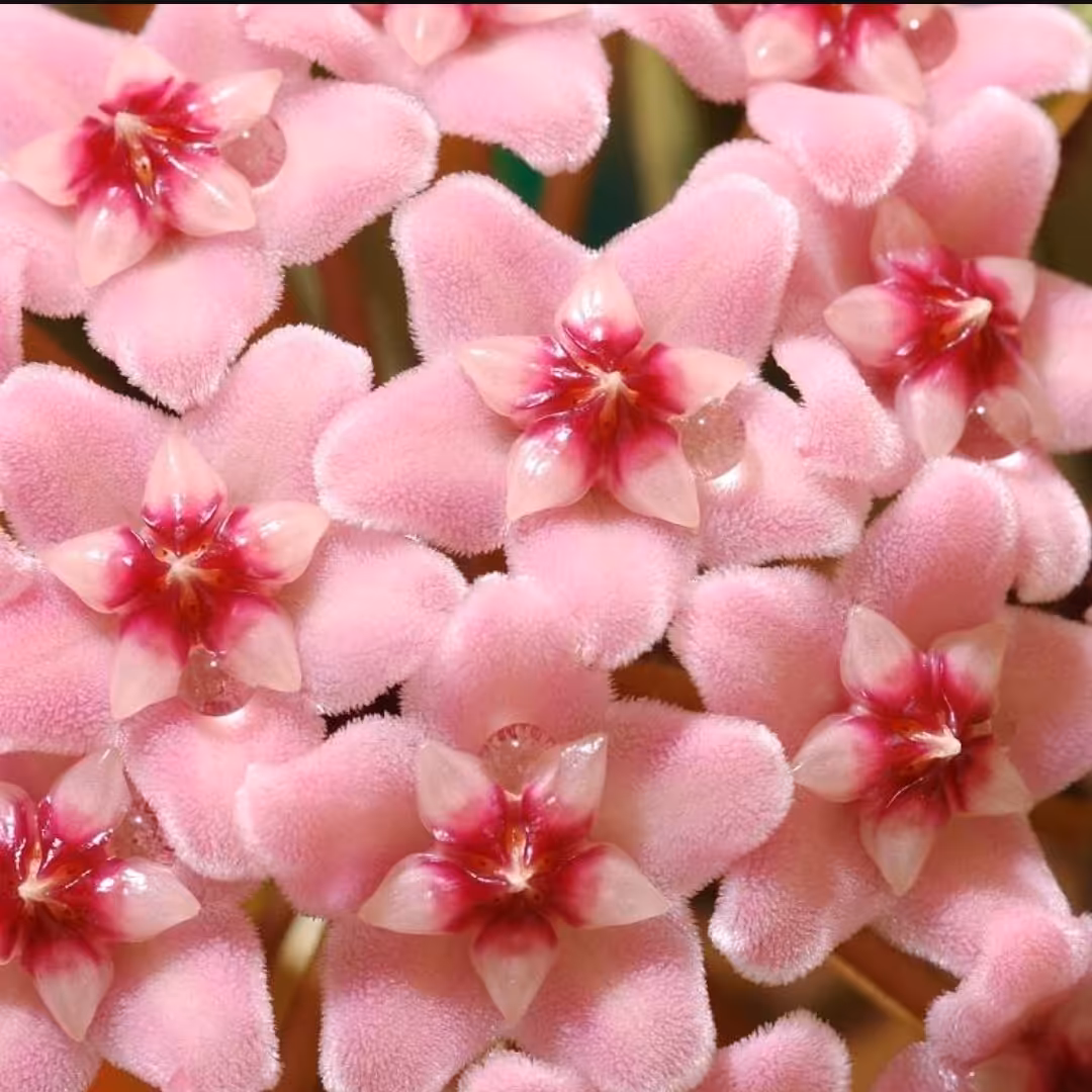 هویا کریمسون کوئین گلدان 10 ریشه پر و دارای 3 رانر یا نقطه رشد فعال