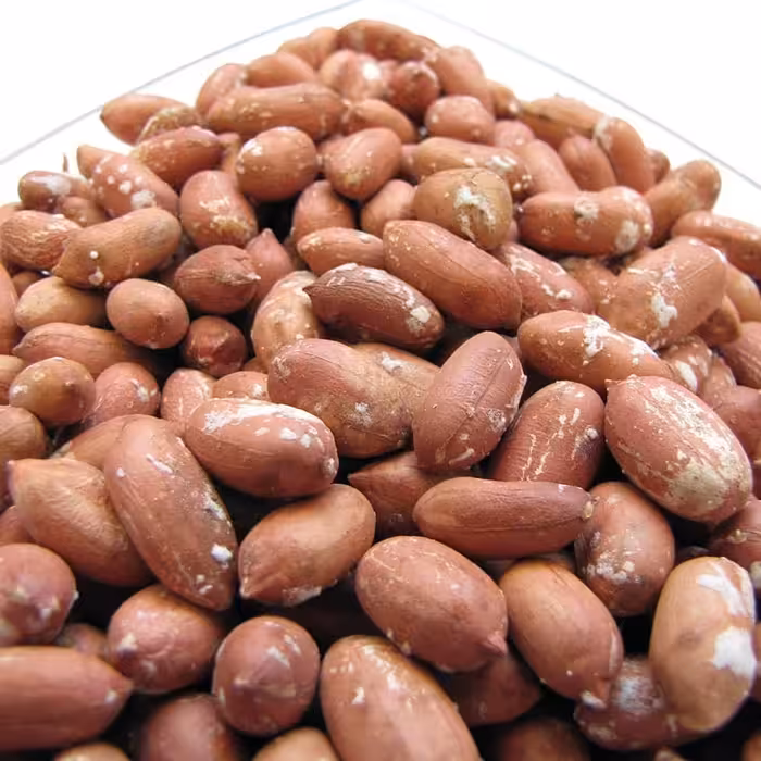 بادام زمینی آستانه اشرفیه 2 کیلویی   بادام زمینی بادام زمینی درجه یک بادام زمینی دو کیلویی  بادام زمینی آستانه اشرفیه دو