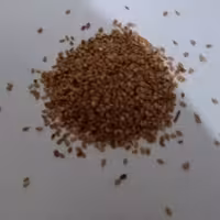 کنجد شمال 500گرمی