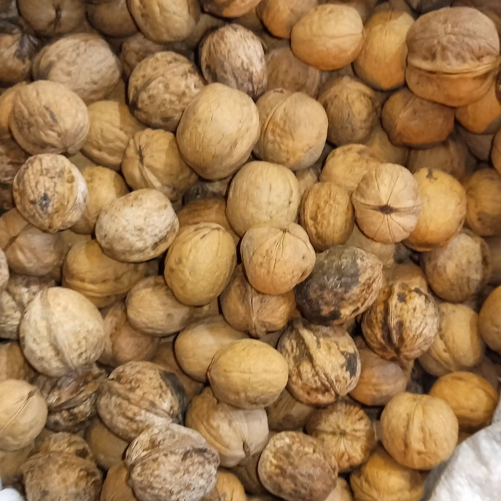 گردوی پرچرب مغز سفید پوست کاغذی تویسرکان همدان 300 گرمی 