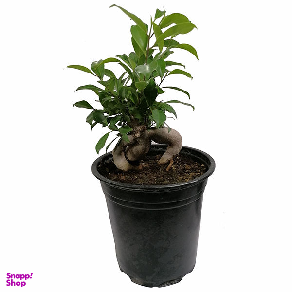 گیاه طبیعی بونسای مدل 5161828
