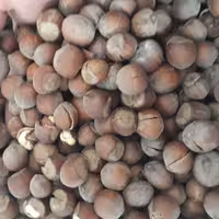 فندق خام خندان خشک 1 کیلویی