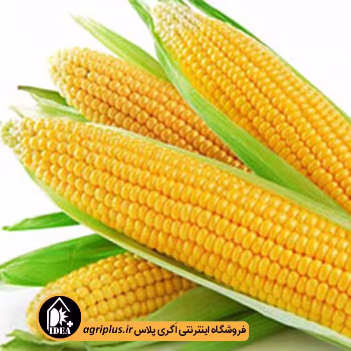 بذر ذرت شیرین ساری