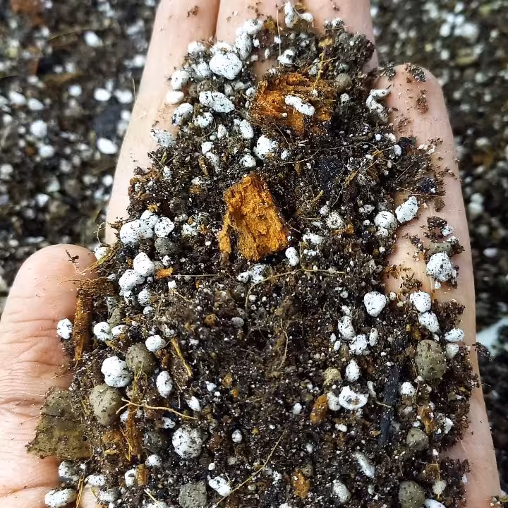 خاک حرفه ای عموم گیاهان آپارتمانی (پس کرایه)