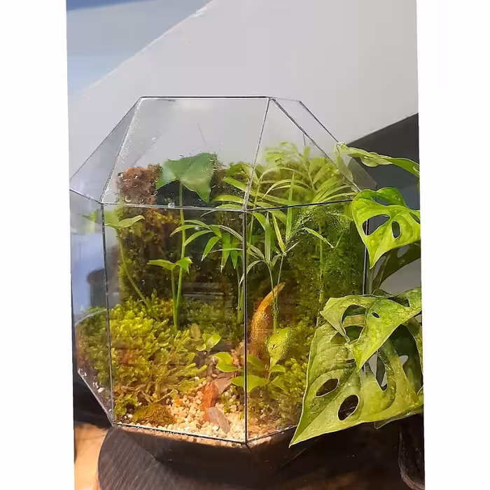 تراریوم موساریوم چندوجهی مدل بهشت