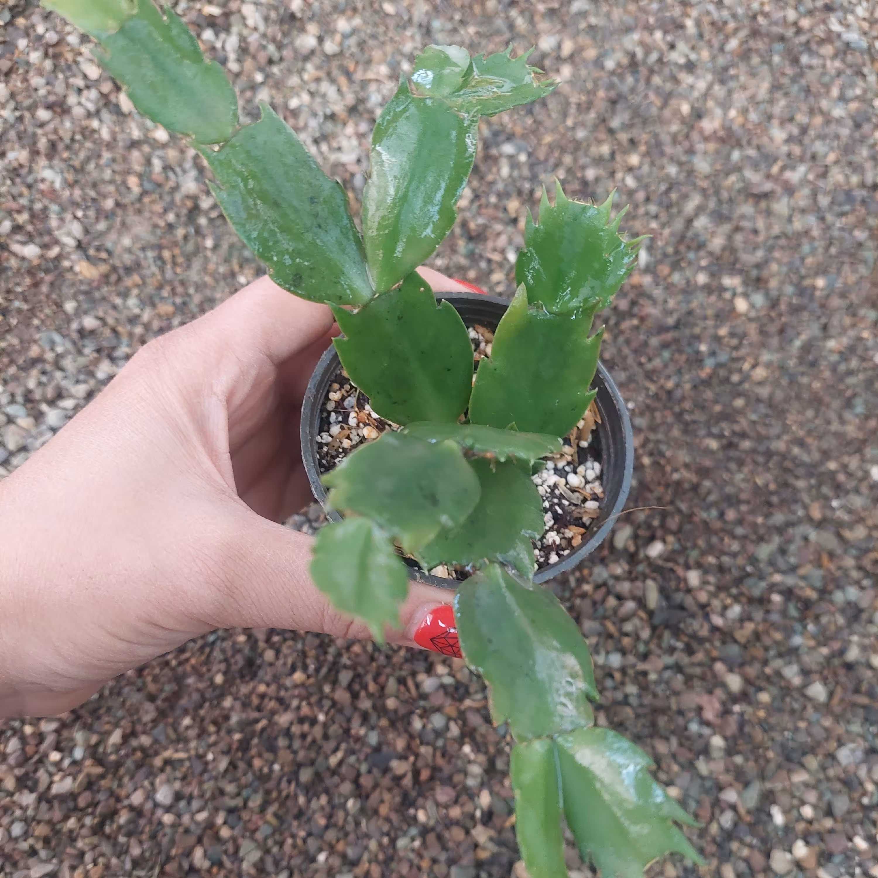 گل کاکتوس کریسمس گلدان 8 ارسال بصورت پس کرایه