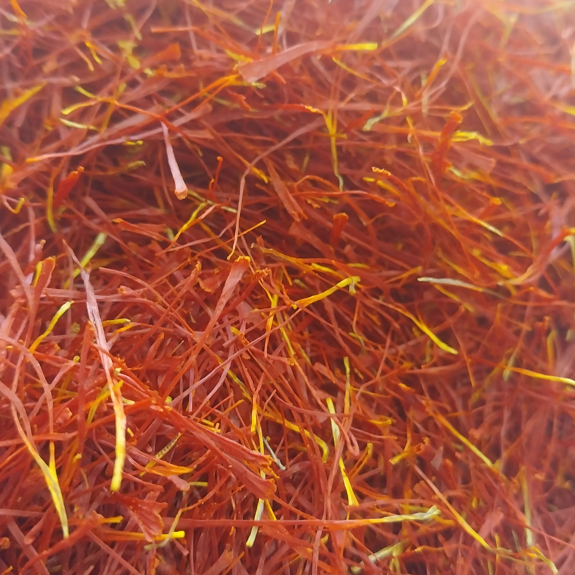 زعفران کاشمر