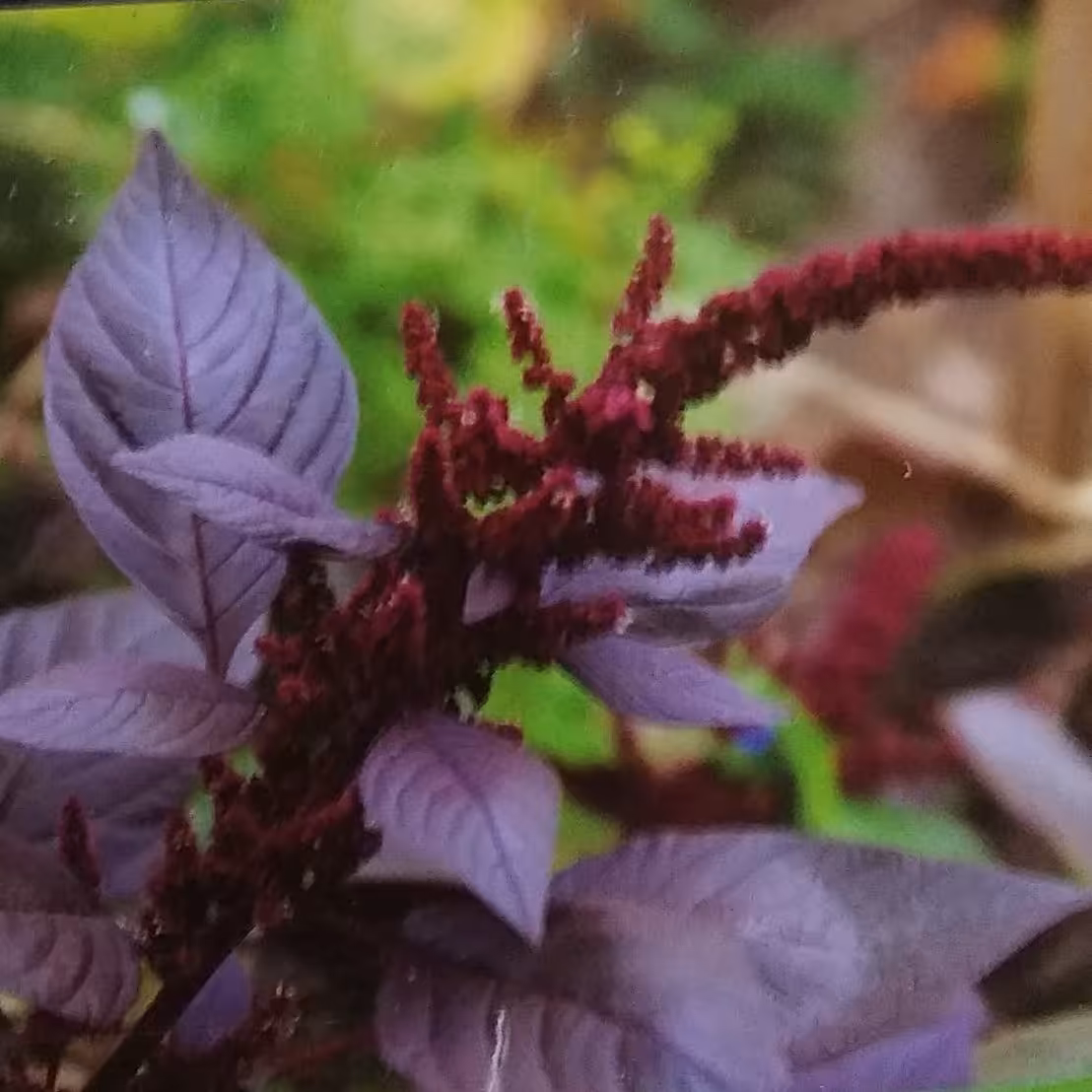 بذر گل آشلانتوس(8 عدد )کد9