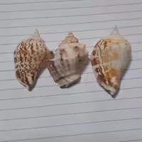 صدف تنه ای خاص و مورکس 