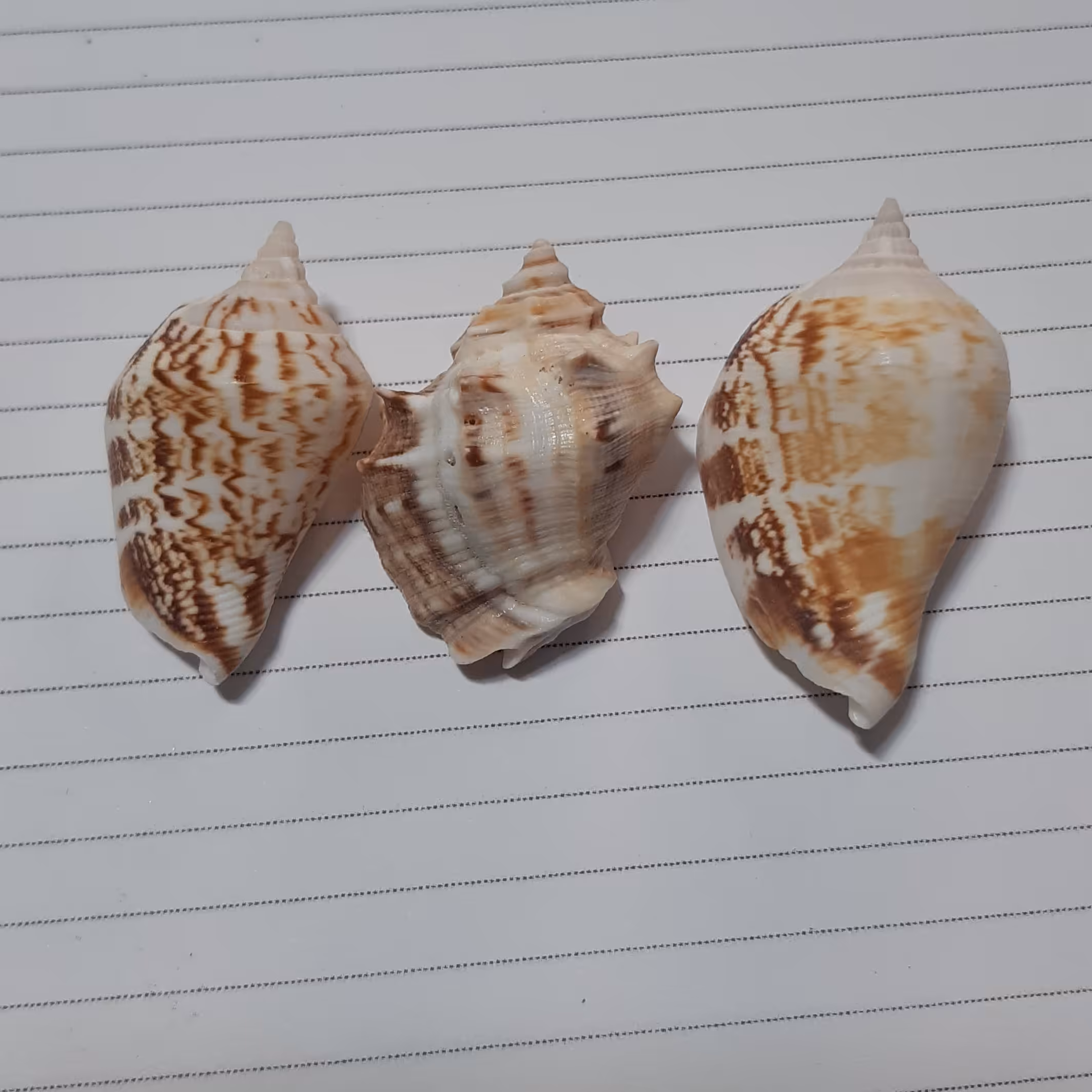 صدف تنه ای خاص و مورکس 