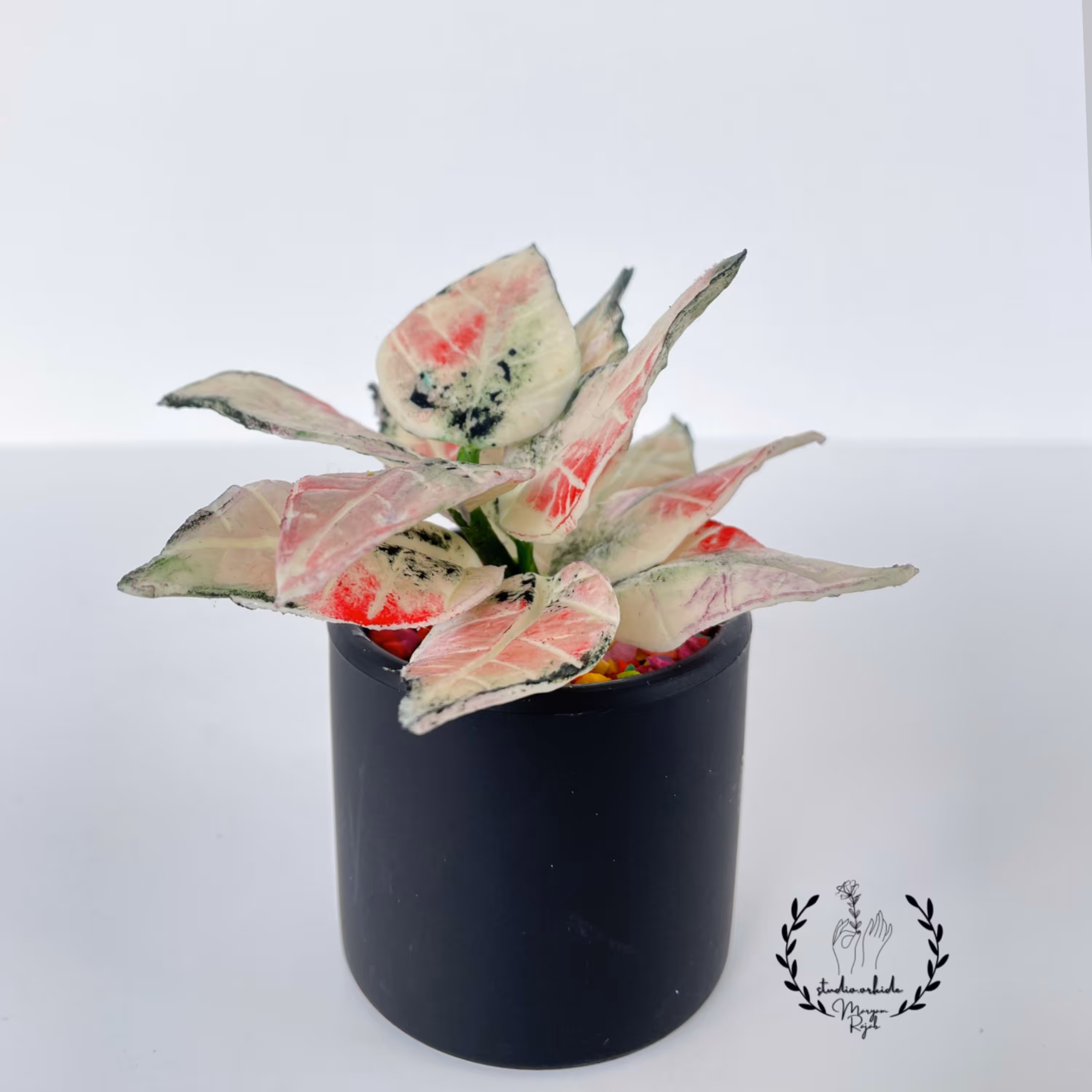 ساکولنت خمیری گل سنگ با گلدان پلیمری