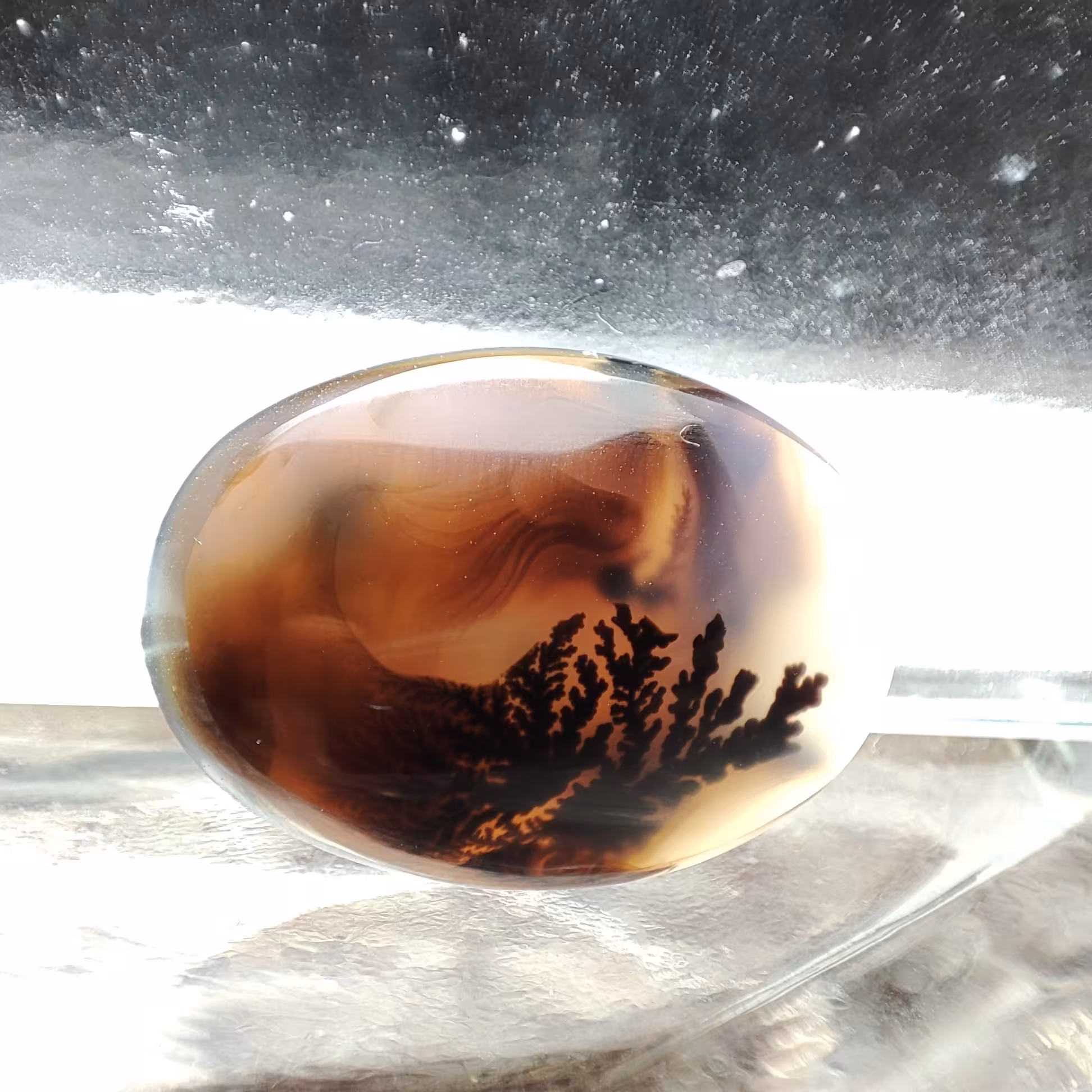 شجر  قائن کد 312