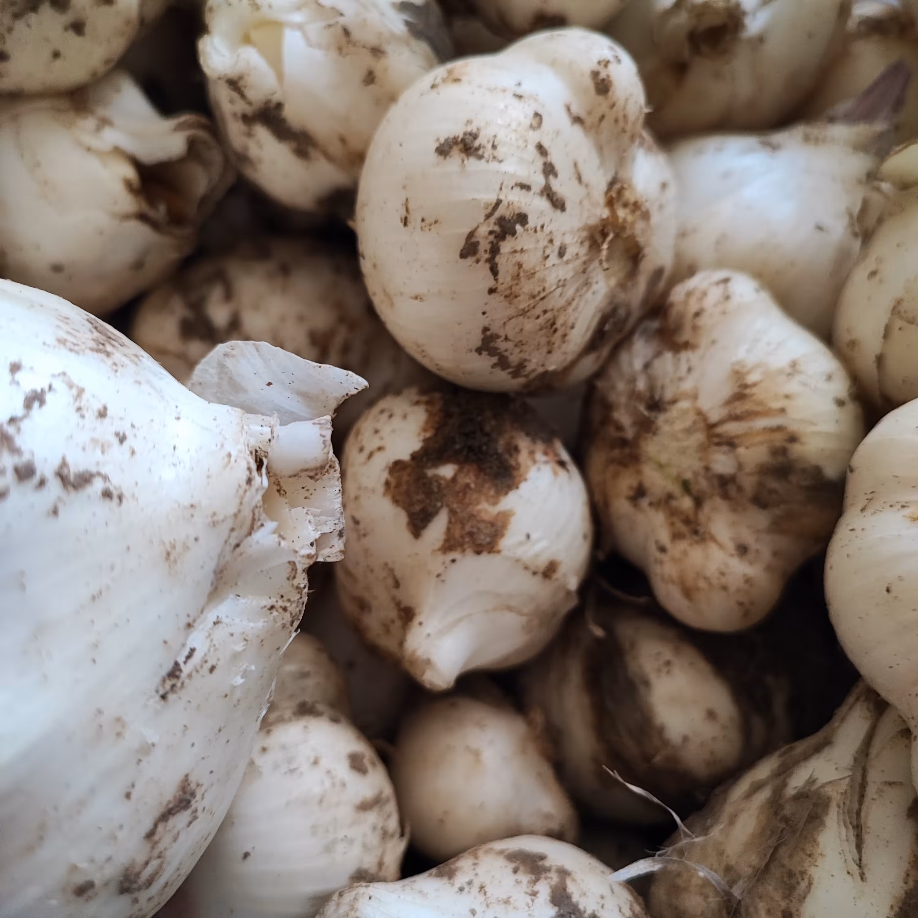 موسیر تازه بسته 900 گرمی