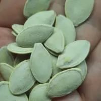 تخمه کدو درجه یک خوی با مغز پر بدون پوکی و تلخی