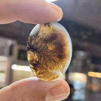 دستبند چرم با نگین شجر طبیعی