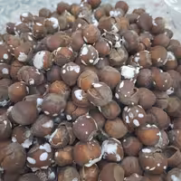 فندق تازه اشکورات 