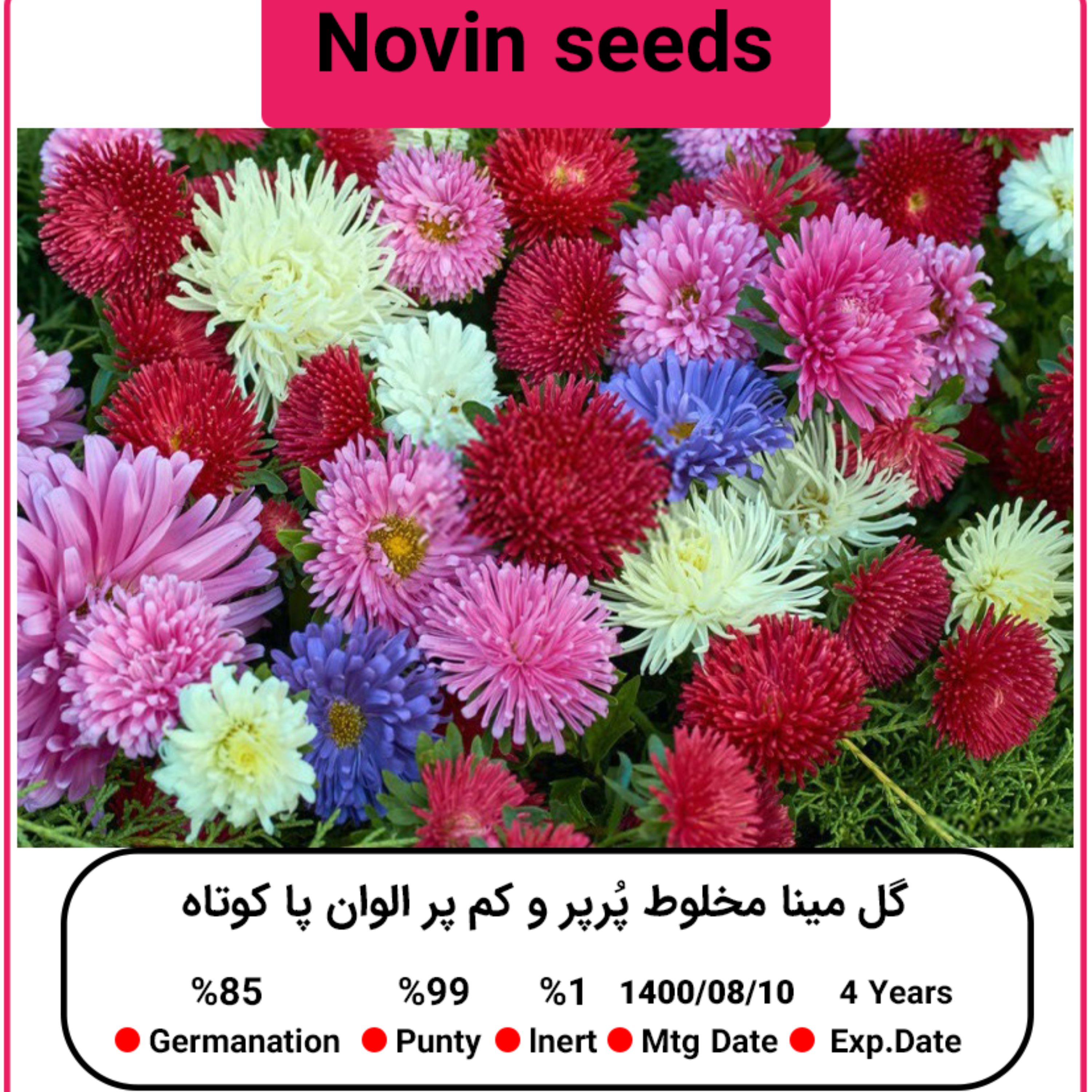 بذر گل مینا پُرپر و کم پر الوان پا کوتاه