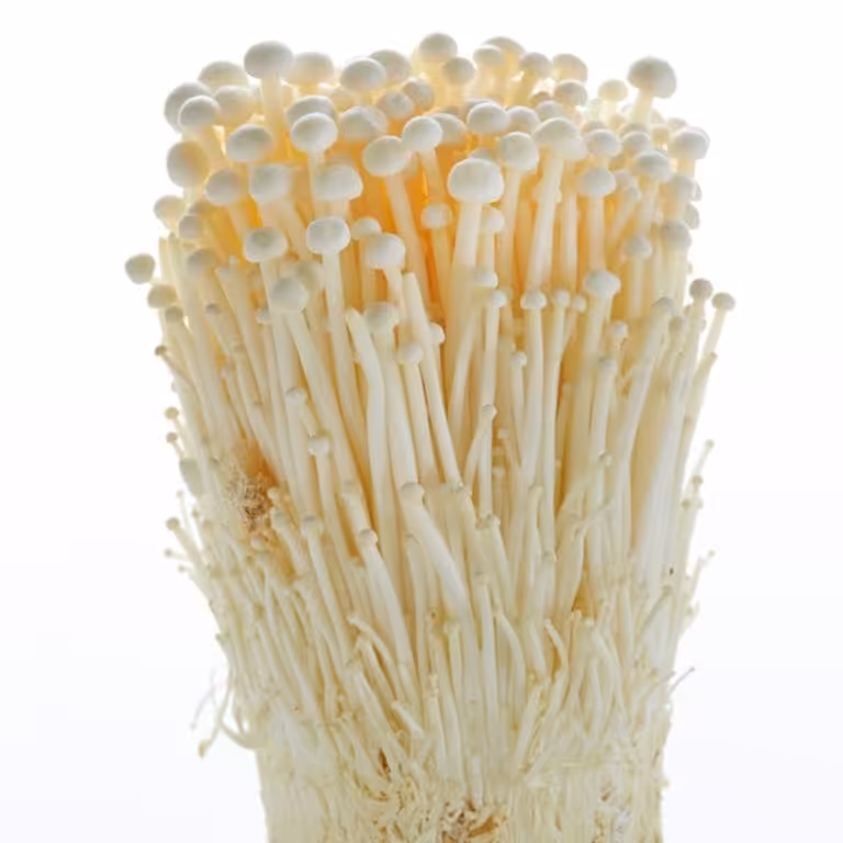 کمپوست قارچ انوکی (بستر رشد قارچ)