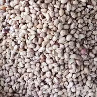 لوبیاچیتی (1کیلویی)