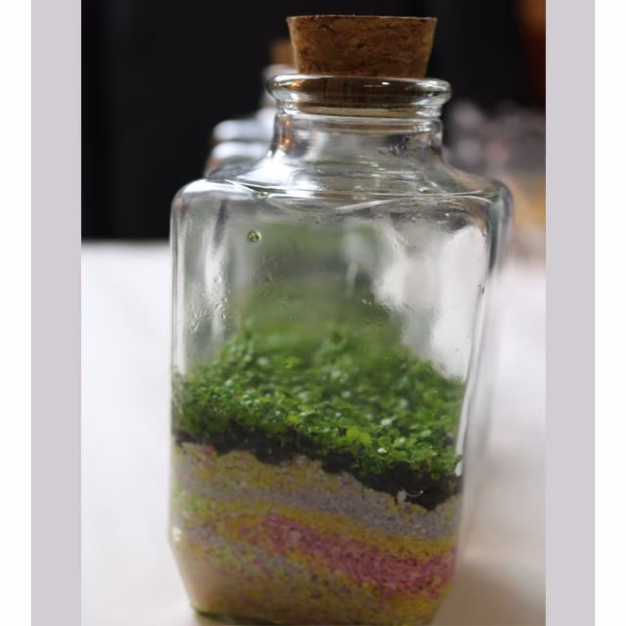 ویواریوم چمن آبی طرح خمره ای