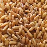 گندم تمیز اعلا  200,گرمی