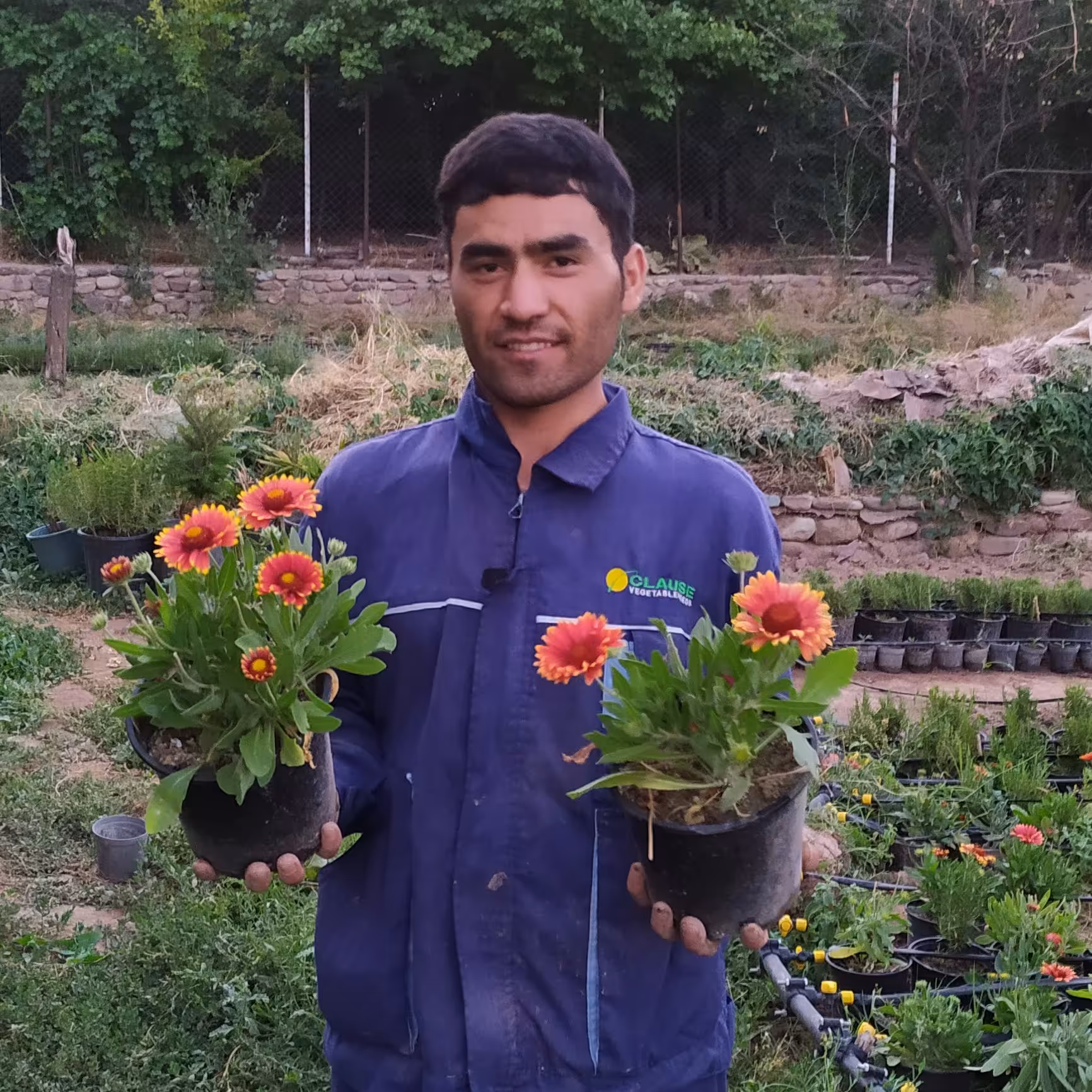 گایلاردیا گلدان هفده 