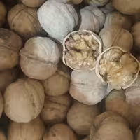 گردو با پوست  امساله ( 1000 گرم)