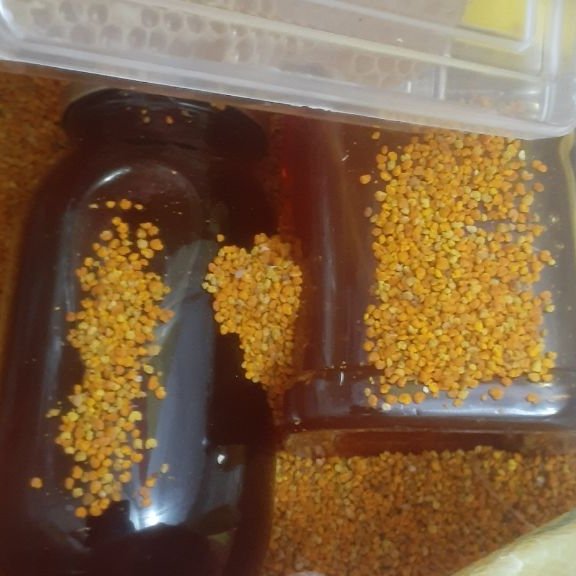 گرده کل زنبور عسل عمده صد کیلو 