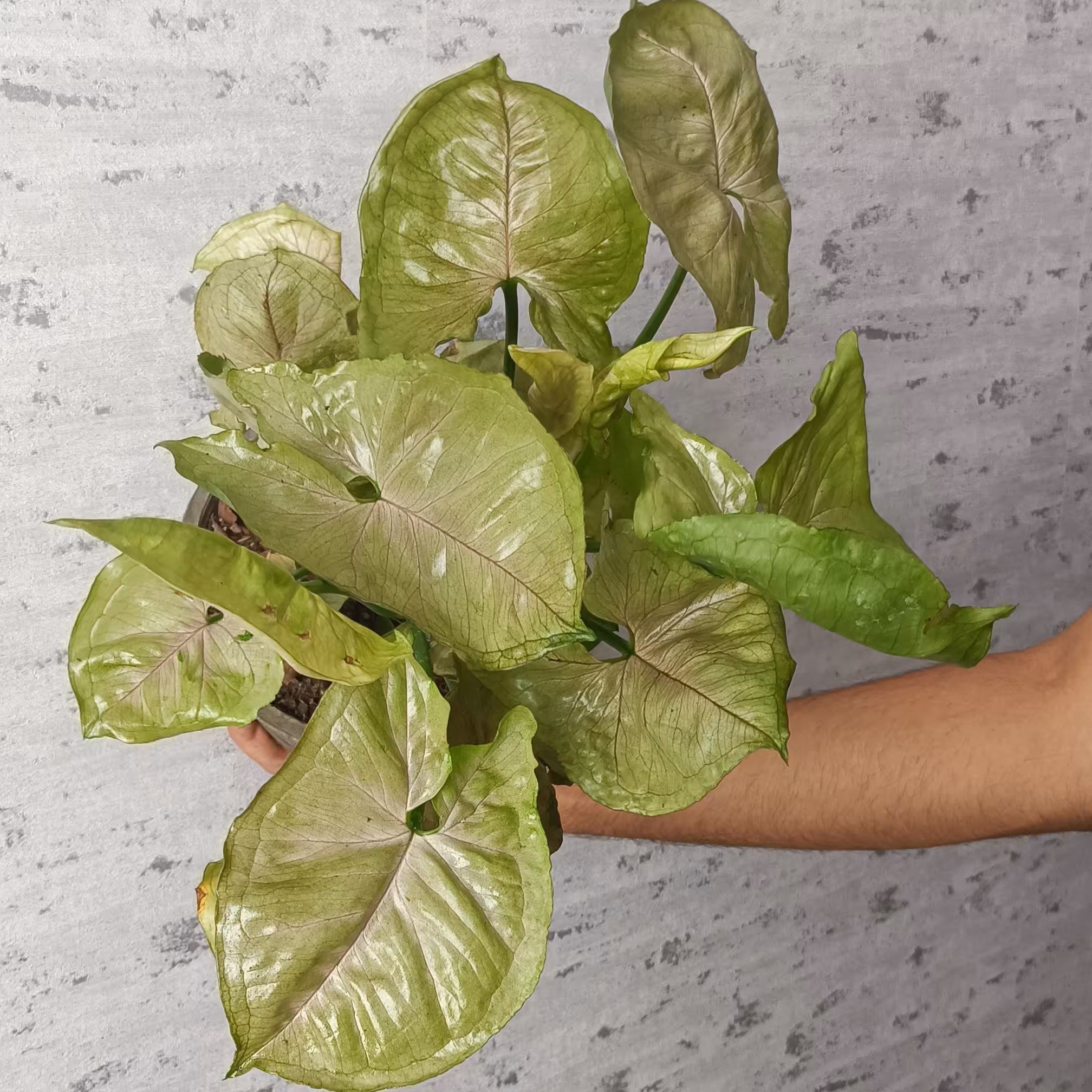 سینگونیوم پفکی/ با رگبرگ های قرمز رنگ/ گلدان14/ ریشه پر/چند بوته