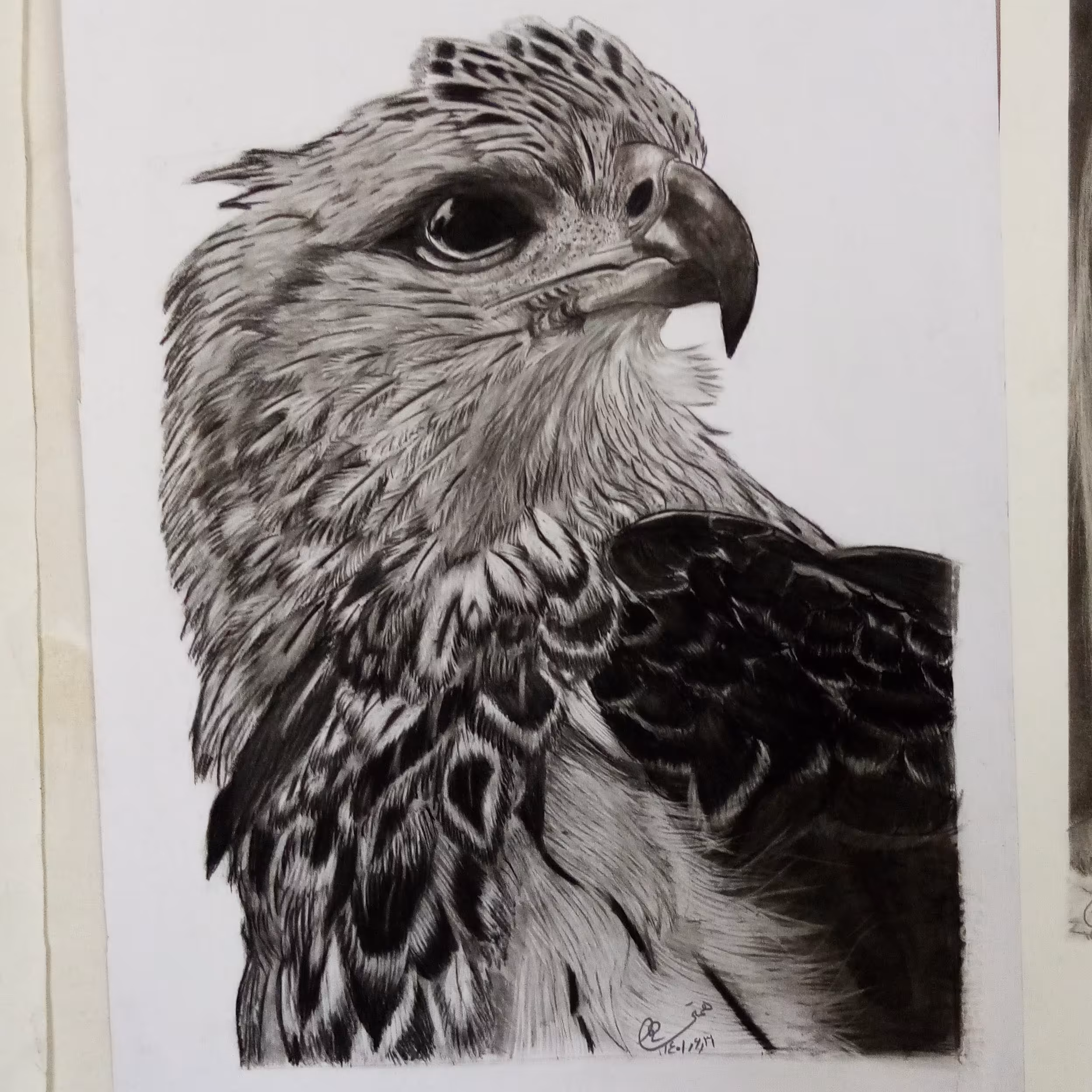 تابلو سیاه قلم پرندگان شاهین سایز A3