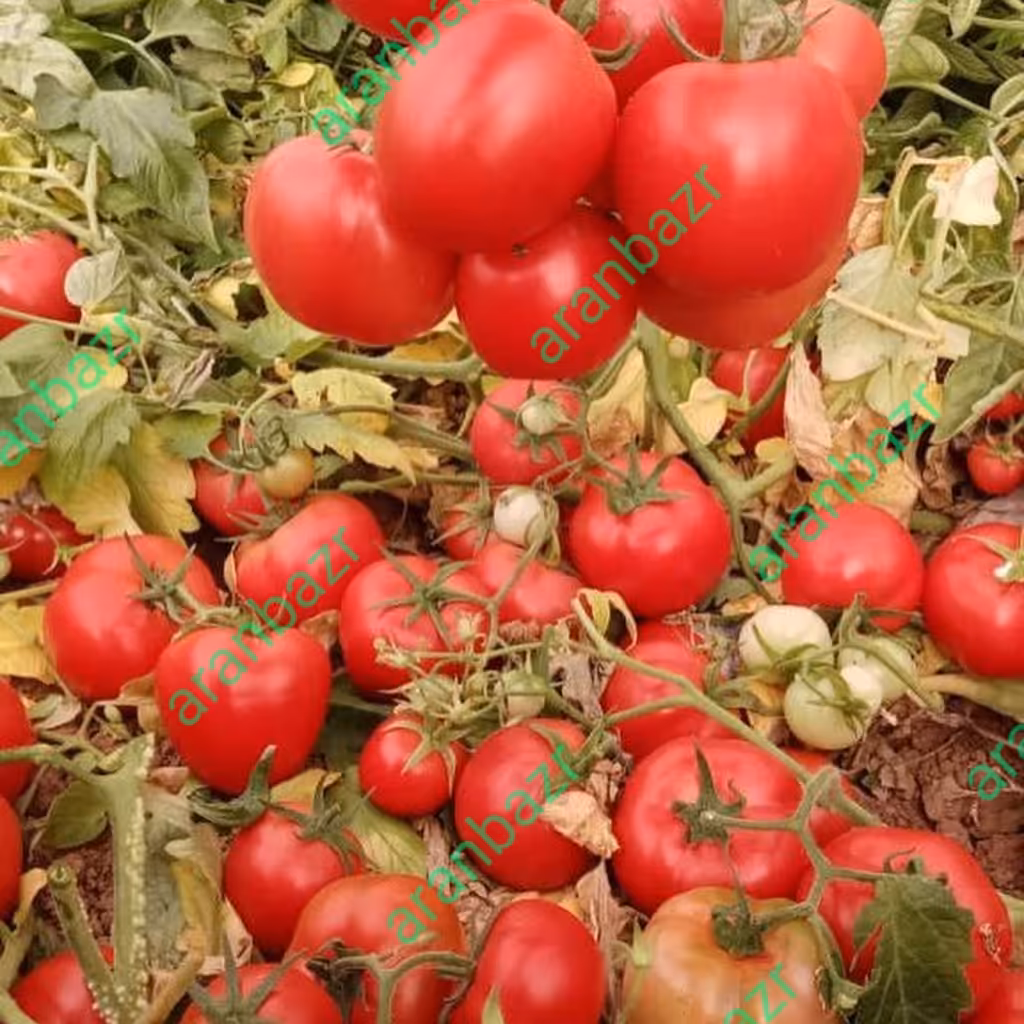 بذر گوجه فرنگی داف