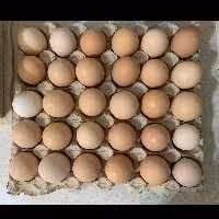 عرضه تخم مرغ محلی اصیل گلپایگان (شانه ای 30 تایی)