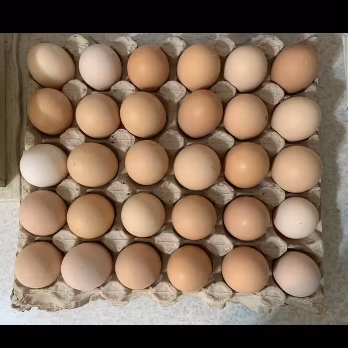 عرضه تخم مرغ محلی اصیل گلپایگان (شانه ای 30 تایی)
