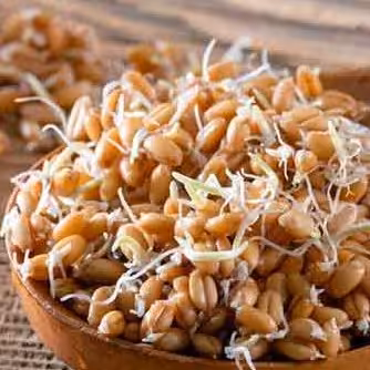 پودر جوانه گندم250 گرمی