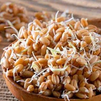 پودر جوانه گندم250 گرمی